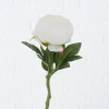Best Boltze Stielblume Bauernrose