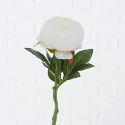 Best Boltze Stielblume Bauernrose