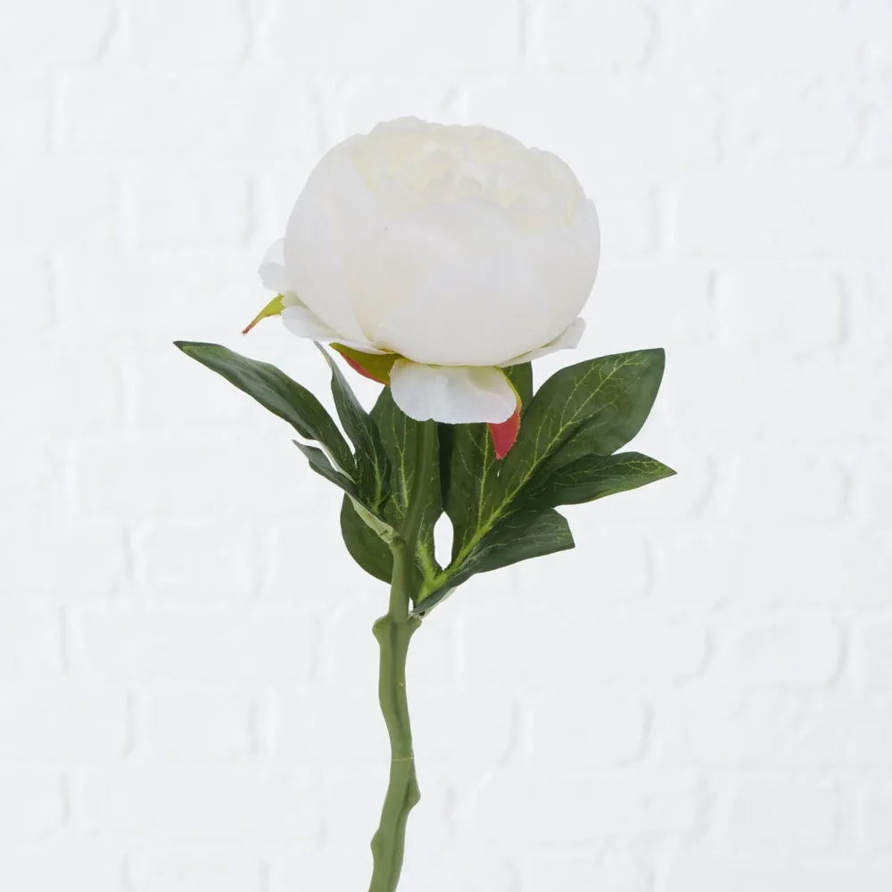 Best Boltze Stielblume Bauernrose