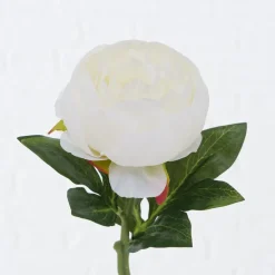 Best Boltze Stielblume Bauernrose