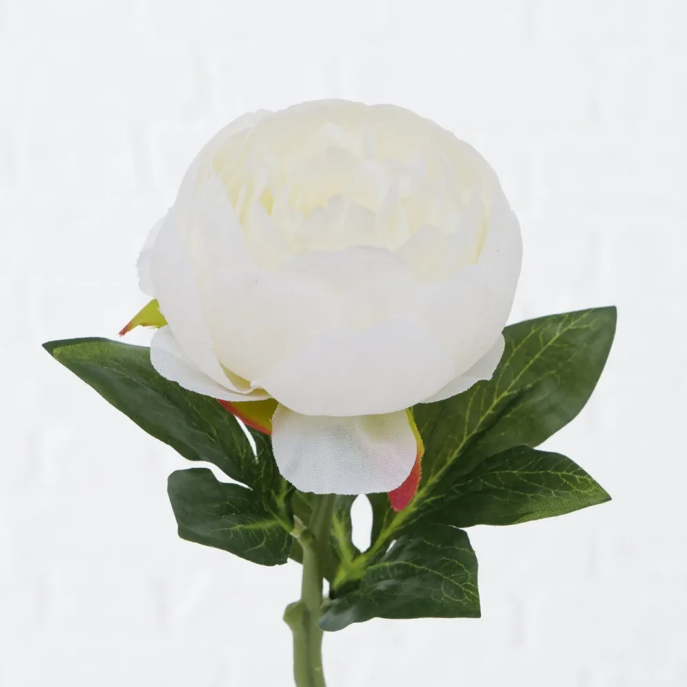 Best Boltze Stielblume Bauernrose