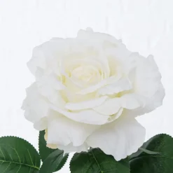 Sale Boltze Stielkunstblume Rose
