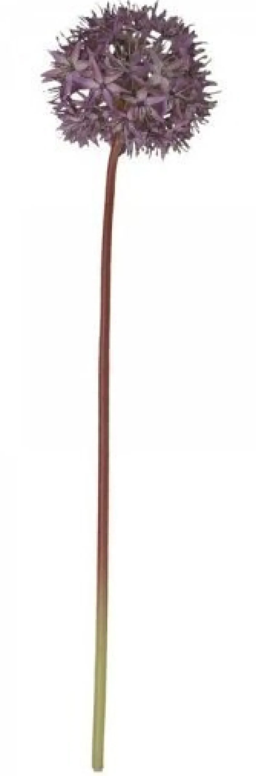 Discount Chic Antique Fleur Allium