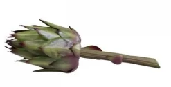 Clearance Chic Antique Fleur Artischocke