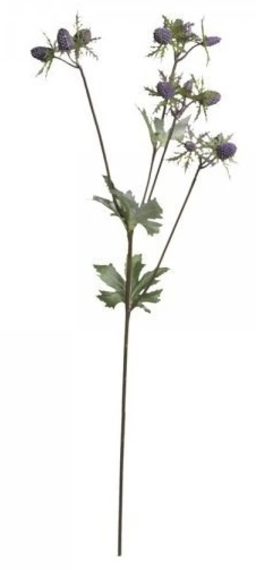Sale Chic Antique Fleur Distel 1