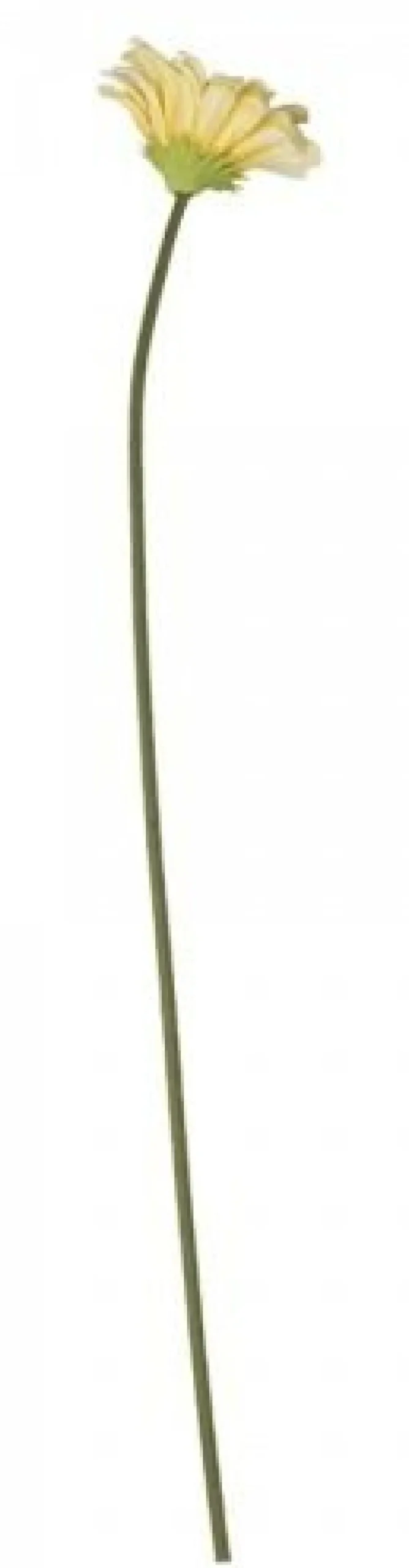 Hot Chic Antique Fleur Gerbera