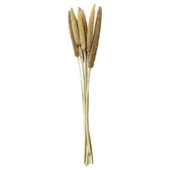 Hot Chic Antique Fleur getrocknete Perlhirse