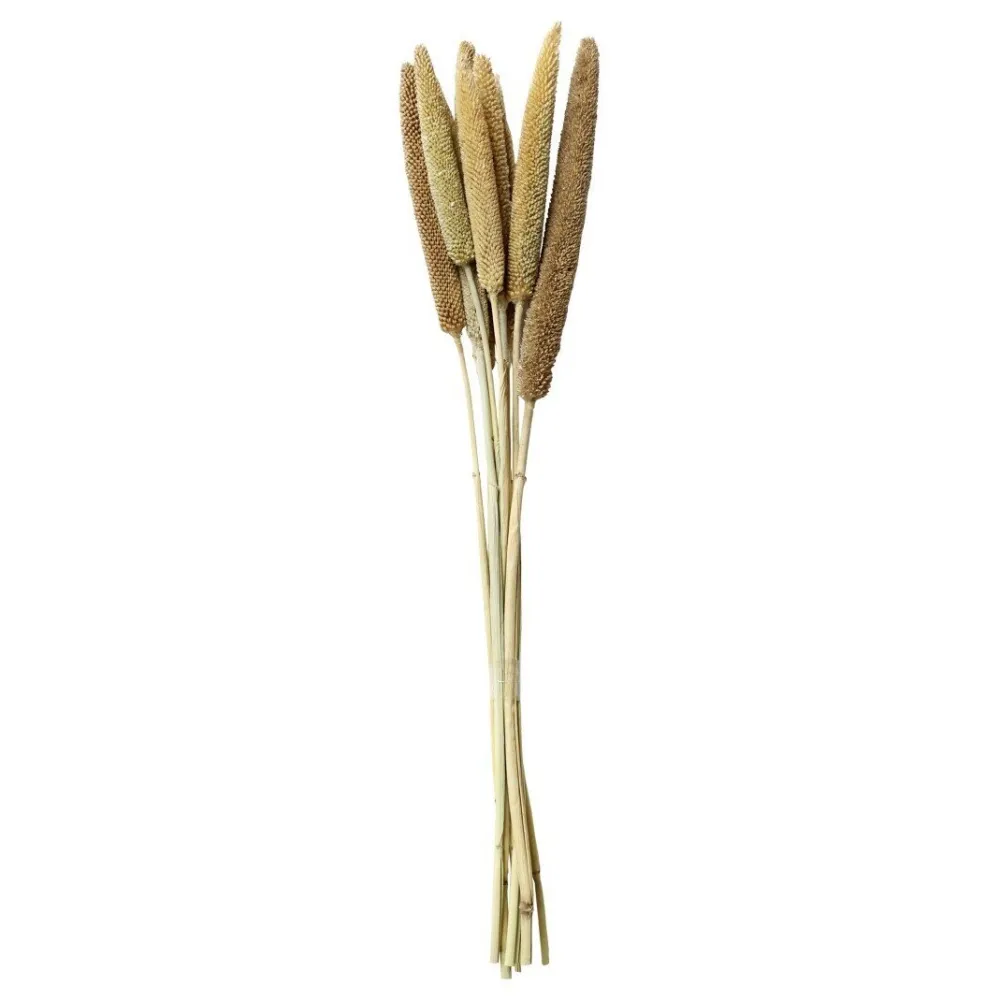 Hot Chic Antique Fleur getrocknete Perlhirse