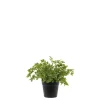New Chic Antique Fleur künstliche Petersilie