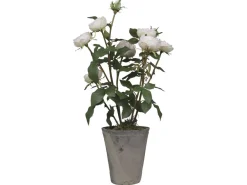 Outlet Chic Antique Fleur Rosenstrauch im Keramiktopf