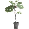 Outlet Chic Antique Künstlicher Feigenbaum mit altem Übertopf