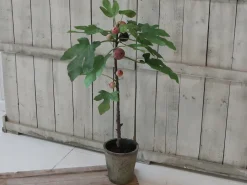 Outlet Chic Antique Künstlicher Feigenbaum mit altem Übertopf