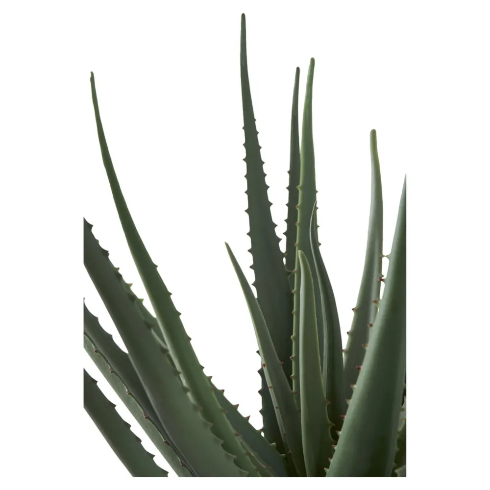 Best House Nordic Aloe Vera Künstliche Grünpflanze