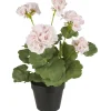 Online IB Laursen Geranie in Topf rosa Blumen