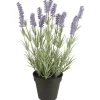 Hot IB Laursen Lavendelpflanze in Topf