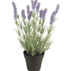 Hot IB Laursen Lavendelpflanze in Topf