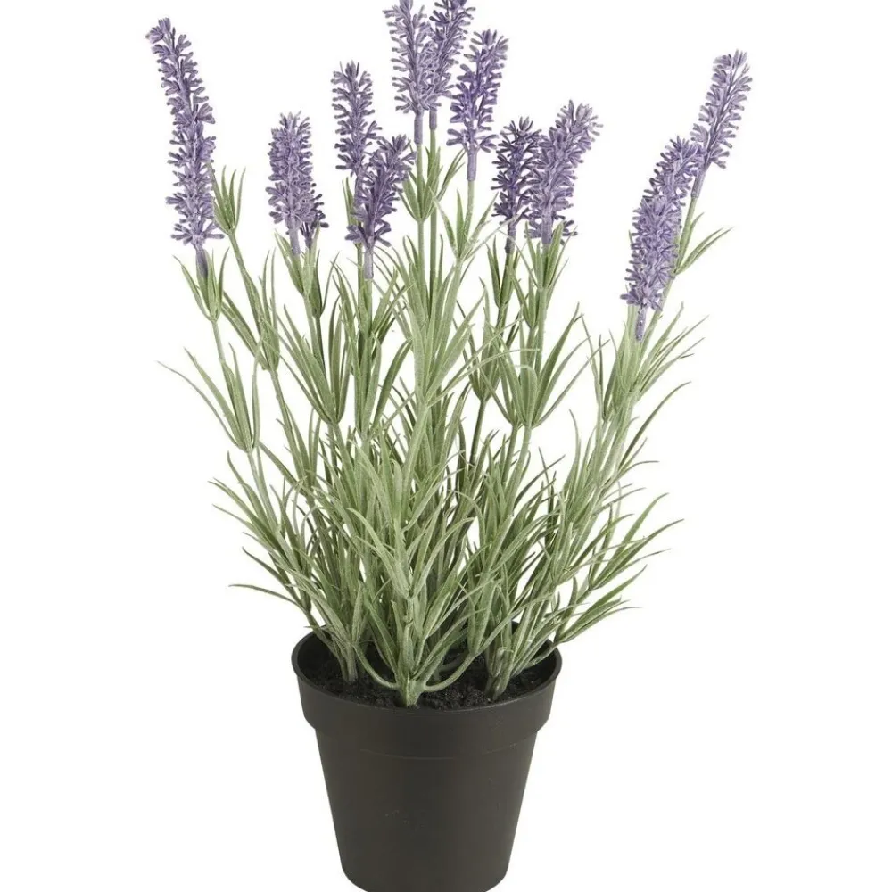 Hot IB Laursen Lavendelpflanze in Topf