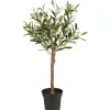 New IB Laursen Olivenbaum in Topf