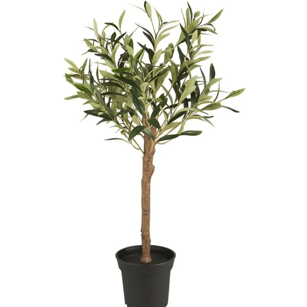 New IB Laursen Olivenbaum in Topf