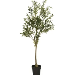 New IB Laursen Olivenbaum in Topf