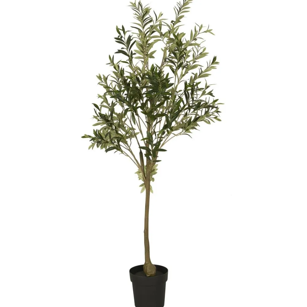 New IB Laursen Olivenbaum in Topf