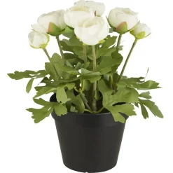 IB Laursen Ranunkel in Topf