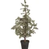 Sale IB Laursen Zederbaum im Topf